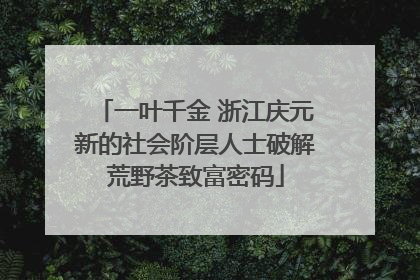 一叶千金 浙江庆元新的社会阶层人士破解荒野茶致富密码